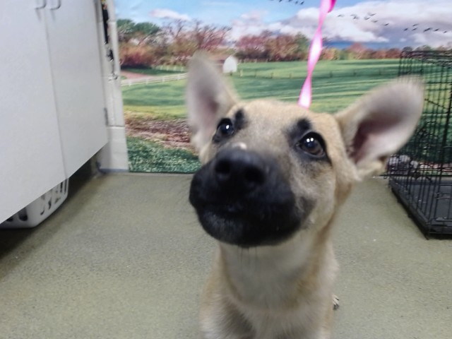 Adoptable Dog