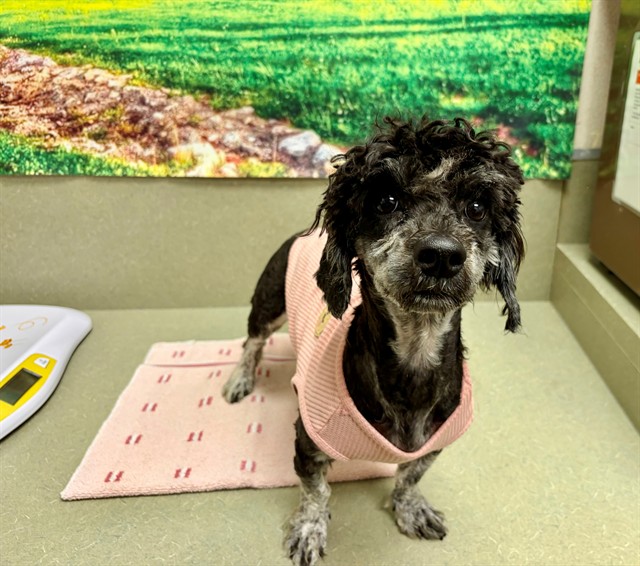 Adoptable Dog