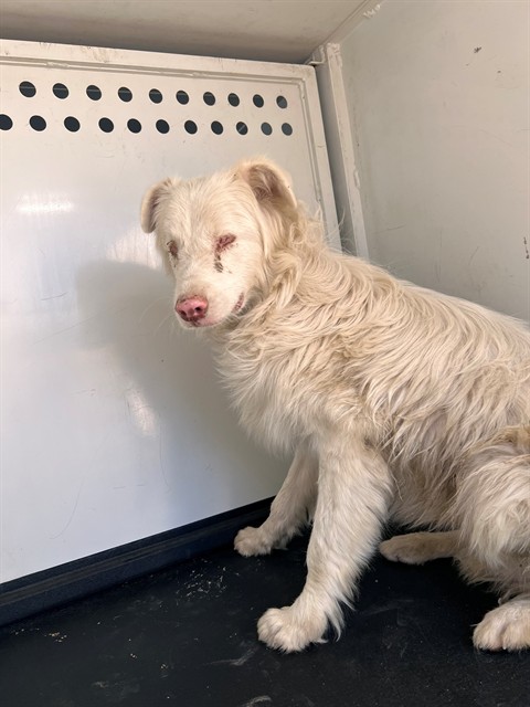 Adoptable Dog