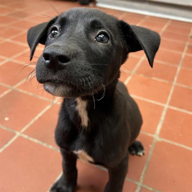 Parker