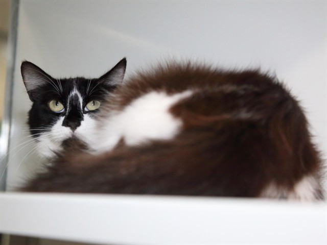 Cleo