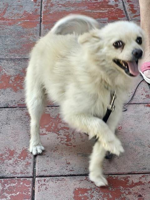 Adoptable Dog