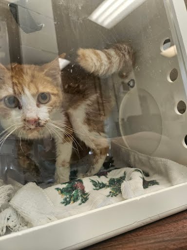Adoptable Cat