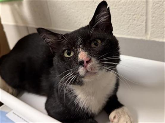 Adoptable Cat