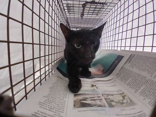 Adoptable Cat
