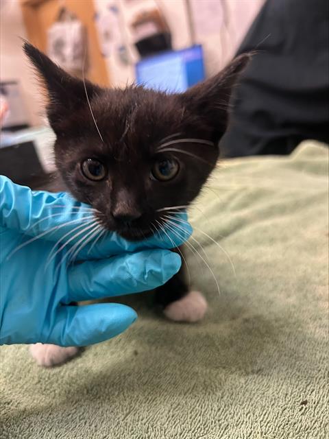 Adoptable Cat