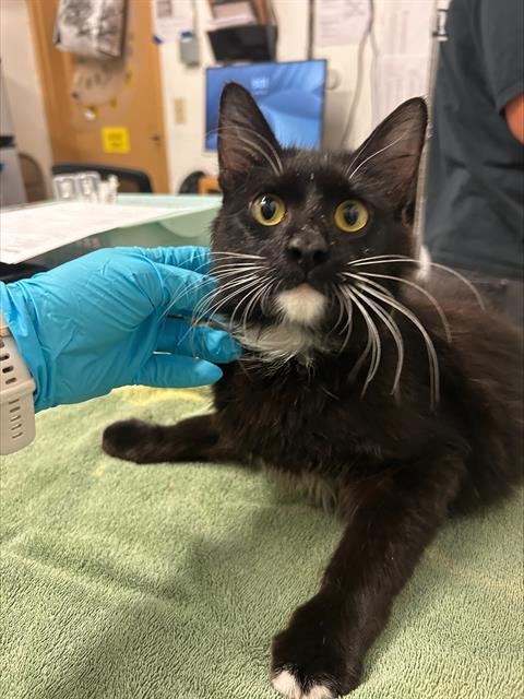Adoptable Cat