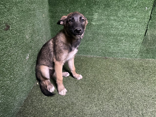Adoptable Dog
