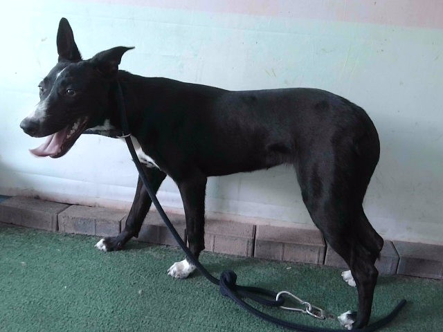 Adoptable Dog