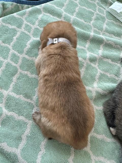 Adoptable Dog