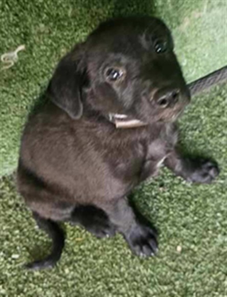 Adoptable Dog