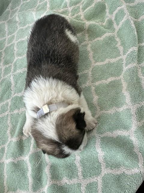 Adoptable Dog