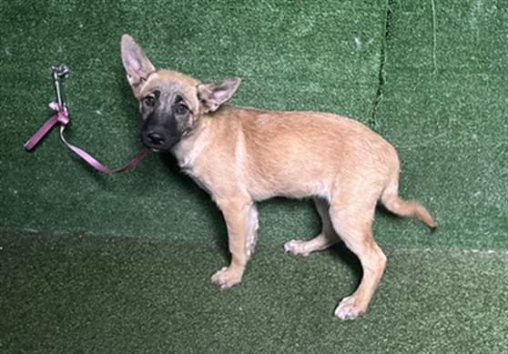 Adoptable Dog