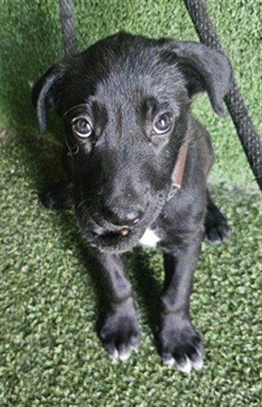 Adoptable Dog