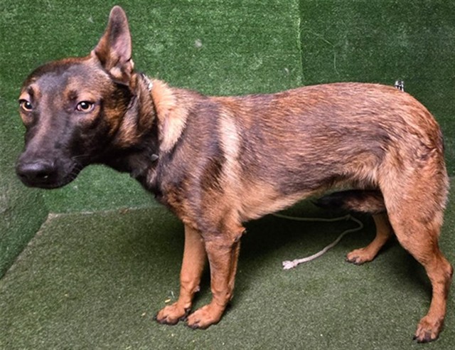 Adoptable Dog