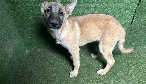 Adoptable Dog