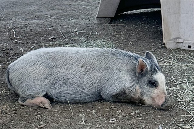 Piglet