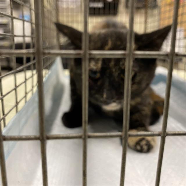 Adoptable Cat