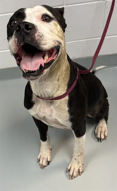 Matilda