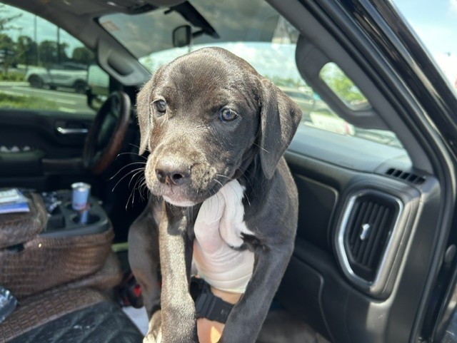 Adoptable Dog
