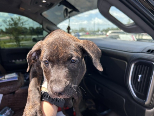 Adoptable Dog