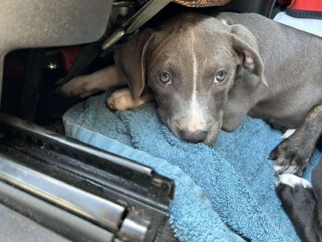 Adoptable Dog