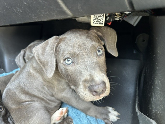 Adoptable Dog