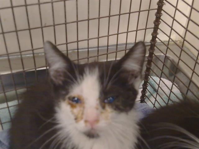 Adoptable Cat