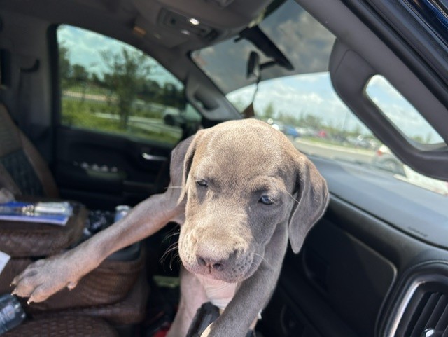 Adoptable Dog