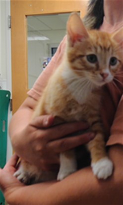 Garfield