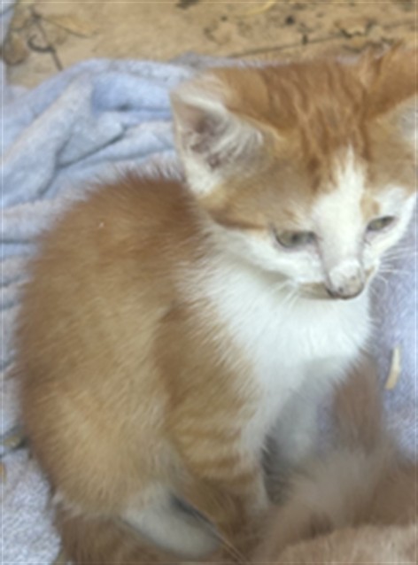 Adoptable Cat