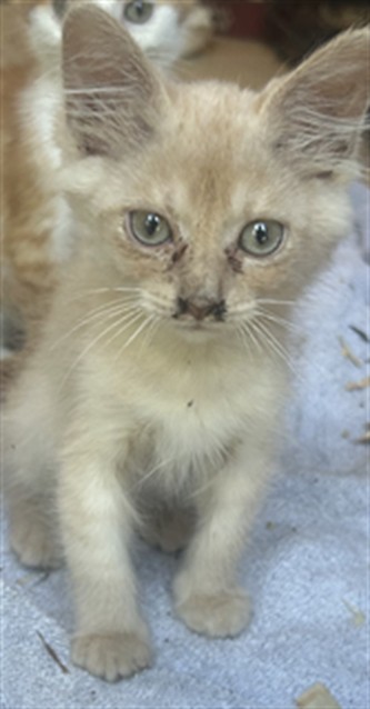Adoptable Cat