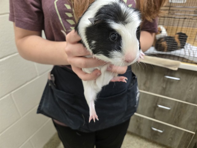 Skunk