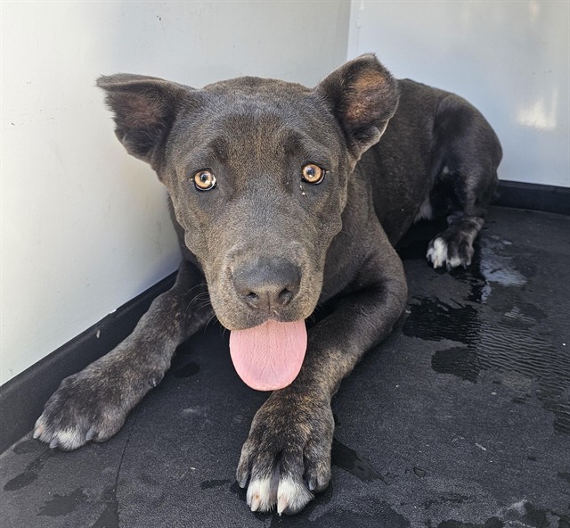 Adoptable Dog