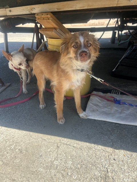 Adoptable Dog