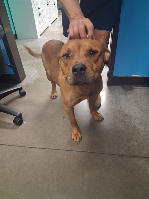 Adoptable Dog