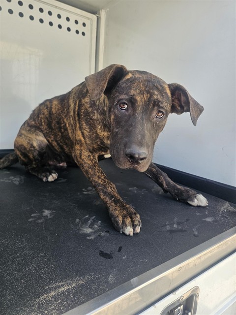 Adoptable Dog