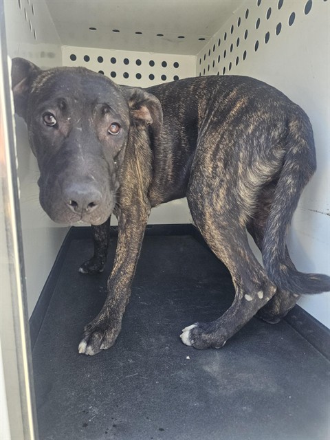 Adoptable Dog