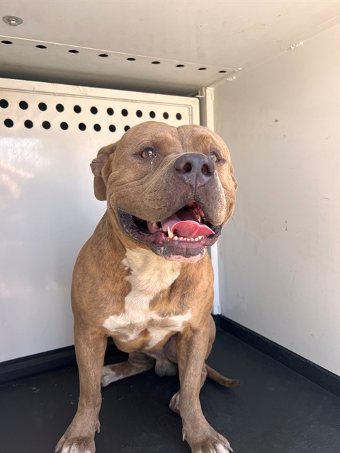 Adoptable Dog
