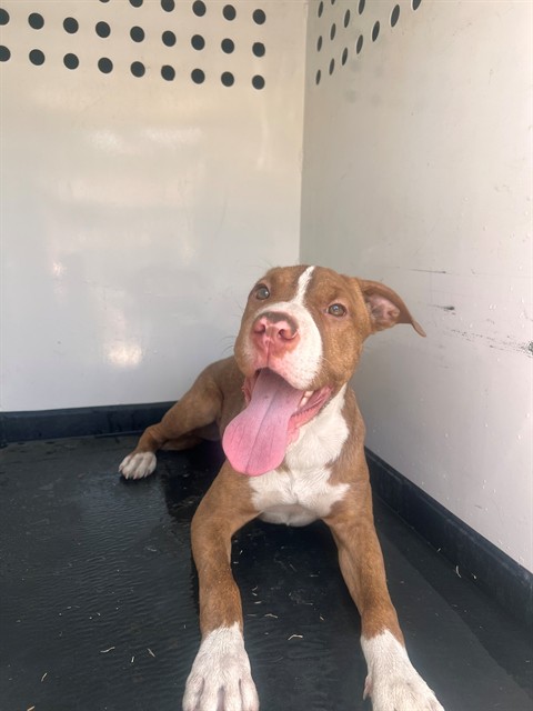Adoptable Dog
