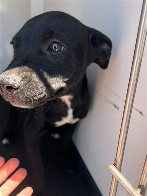 Adoptable Dog