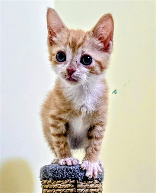 Tabitha
