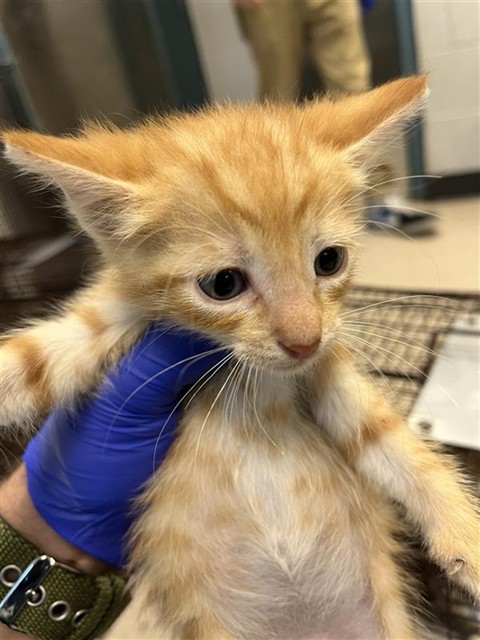 Cheddar