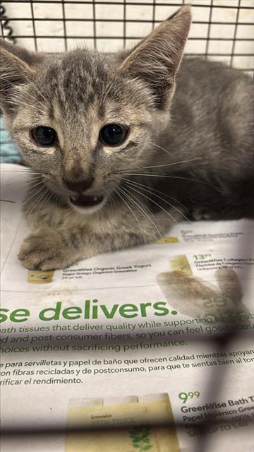 Adoptable Cat