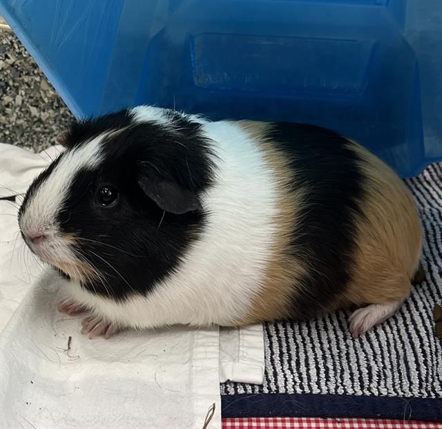 Bobbi