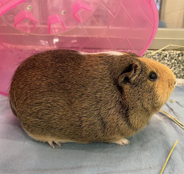 Piggie