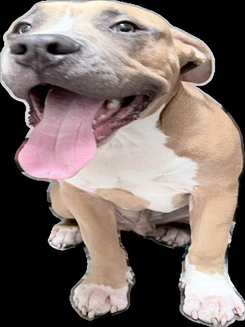 Max