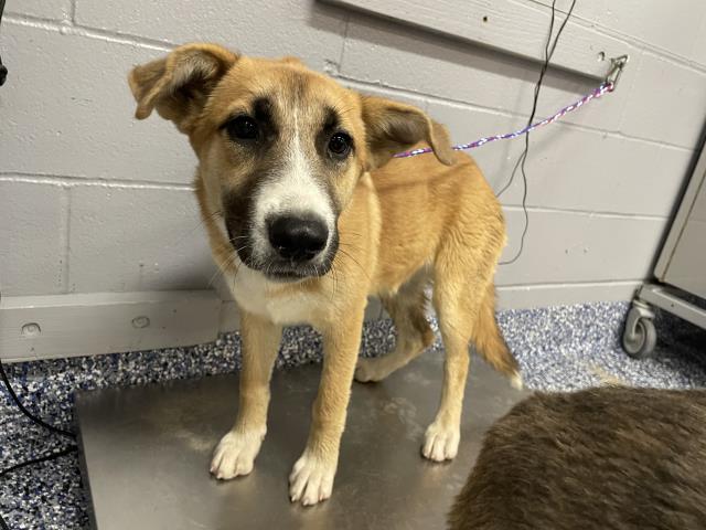 Adoptable Dog