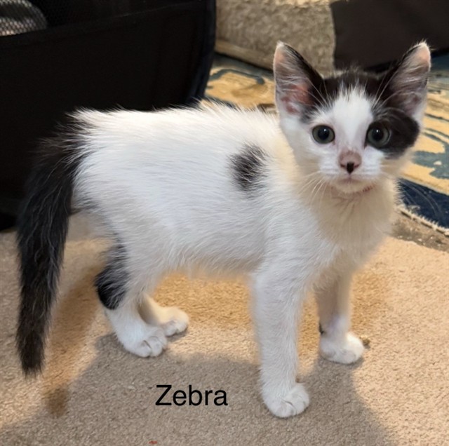 Zebra