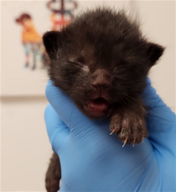 Adoptable Cat